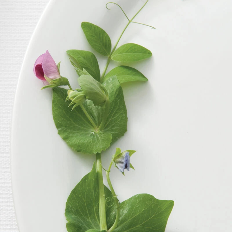 Dwarf Grey Sugar 1 Dwarf Grey Sugar