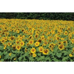 Front Page -Bloom & Harvest Supplies 02603 02 royalhybrid1121sunflower