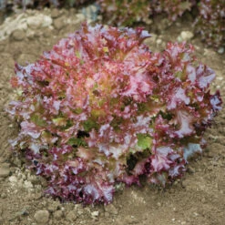 Salanova® Red Incised 5 Salanova® Red Incised -Bloom & Harvest Supplies 03053jp 03 redincisedleaffieldhorz