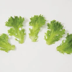 Salanova® Green Sweet Crisp -Bloom & Harvest Supplies 03054jp 03 greensweetcrispfriseeleafgroup