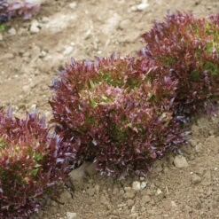 Salanova® Red Sweet Crisp