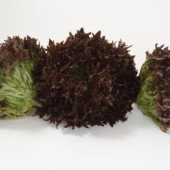 Salanova® Red Sweet Crisp -Bloom & Harvest Supplies 03055jp 03 redsweetcrispfriseeheadstudio