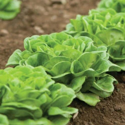 Salanova® Green Butter -Bloom & Harvest Supplies 03056jp 02 greenmultileafbutterfield