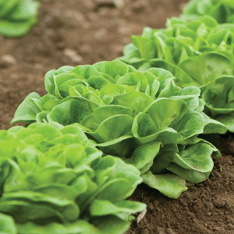 Front Page 31 Front Page -Bloom & Harvest Supplies 03056jp 02 greenmultileafbutterfield