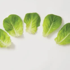 Salanova® Green Butter -Bloom & Harvest Supplies 03056jp 03 greenmultileafbutterleafgroup