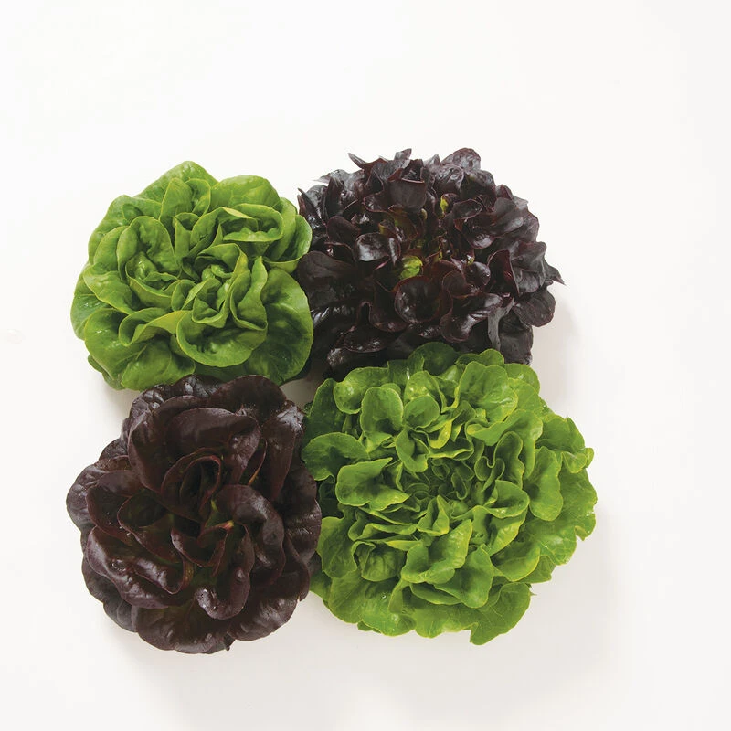 Salanova® Premier Collection 2 Salanova® Premier Collection - Image 2