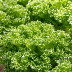 Lalique -Bloom & Harvest Supplies 04184jp 03 lalique