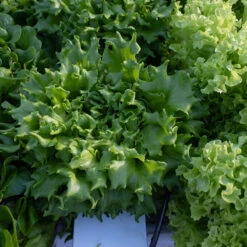 Salanova® Green Batavia -Bloom & Harvest Supplies 04185jp 04 salanova green batavia