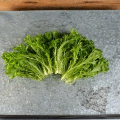 Front Page -Bloom & Harvest Supplies 04187jp 02 salanova green sweet