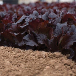 Alboreto -Bloom & Harvest Supplies 04225 02 alboreto vendor