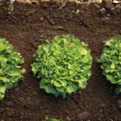 Bauer -Bloom & Harvest Supplies 04245g 03 bauer