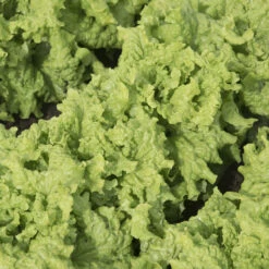 Black Seeded Simpson -Bloom & Harvest Supplies 0425n 01 blackseedsimp