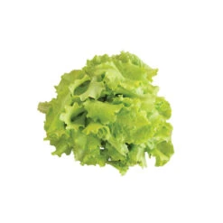 Black Seeded Simpson -Bloom & Harvest Supplies 0425n 04 blackseedsimpsalad.jpg