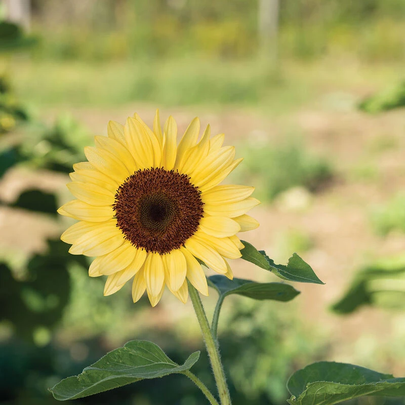 ProCut® Peach 2 ProCut® Peach - Image 2