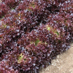 Salanova® Red Tango -Bloom & Harvest Supplies 04764jp 03 salanovaredtango